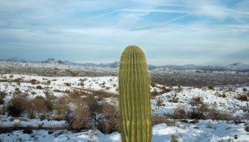7 Cactus at Snow2