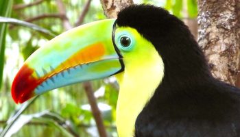 wildlife bird shoot